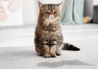 Pet Owners’ Guide to Keeping Carpets Clean and Fresh blog image